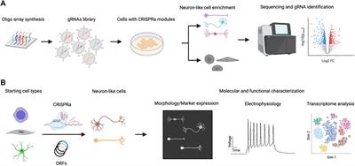 Neuronal Cell-type Engineering by Transcriptional Activation